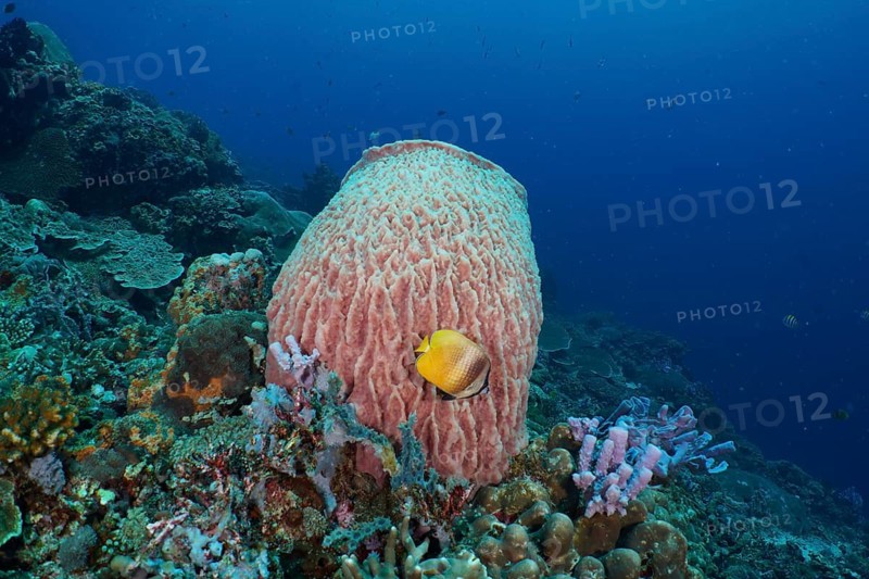 Coral reef with yellow fish and Barrel sponge, barrel sponge (Xestospongia testudinaria) in deep blue waters, dive site SD, Nusa Ceningan, Nusa Penida, Bali, Indonesia