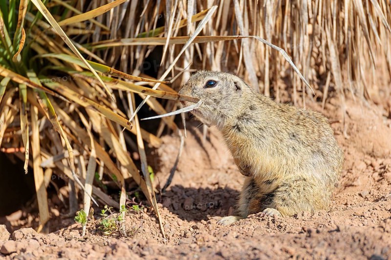 An adult European ground squirrel (Spermophilus citellus) sits on dry soil and eats from tall dry vegetation. Austria