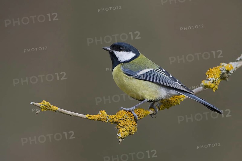 Great Tit (Parus major), Saxony, Germany