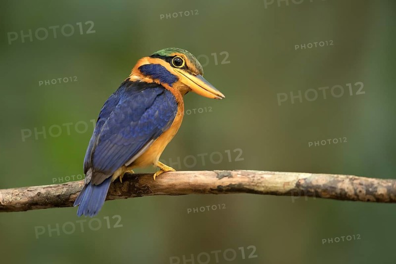 Rufous-collared Kingfisher (Actenoides concretus) male perched on a branch, Pahang, Malaysia