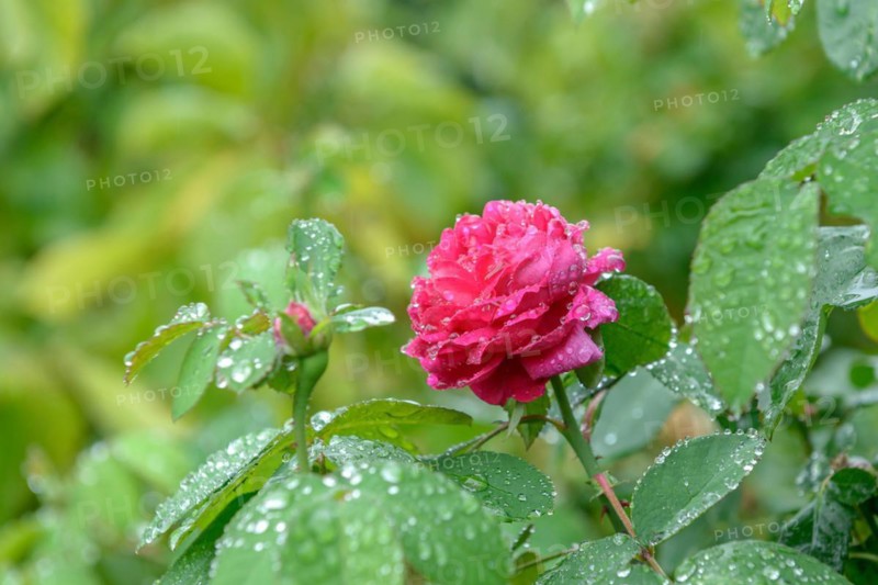 Portland rose (Rosa 'Rose de Rescht'), Höhere Bundeslehr- und Forschungsanstalt für Gartenbau, Vienna, Vienna, Austria