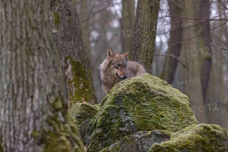 One young male eurasian gray wolf (Canis lupus lupus) standing on a mossy rock in a forest