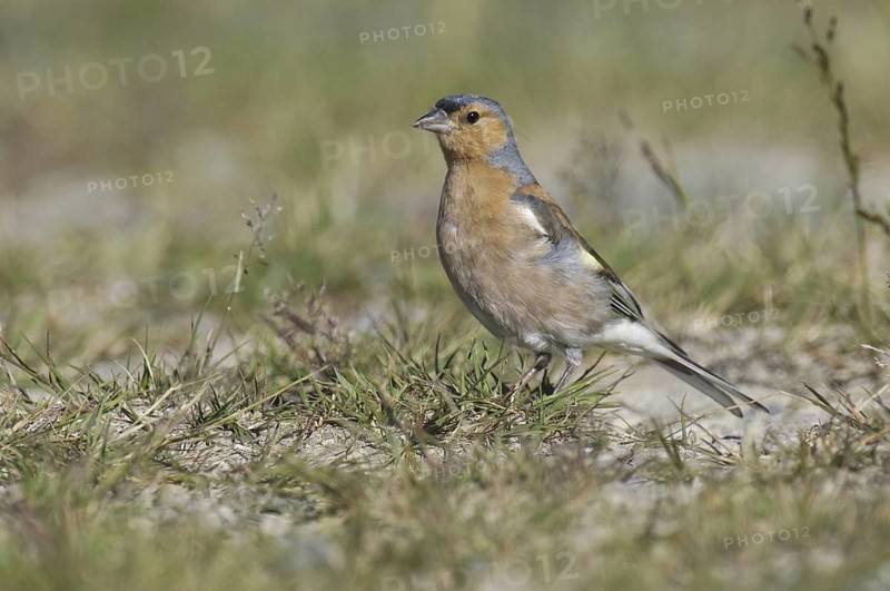 Common Chaffinch (Fringilla coelebs) male, New Zealand