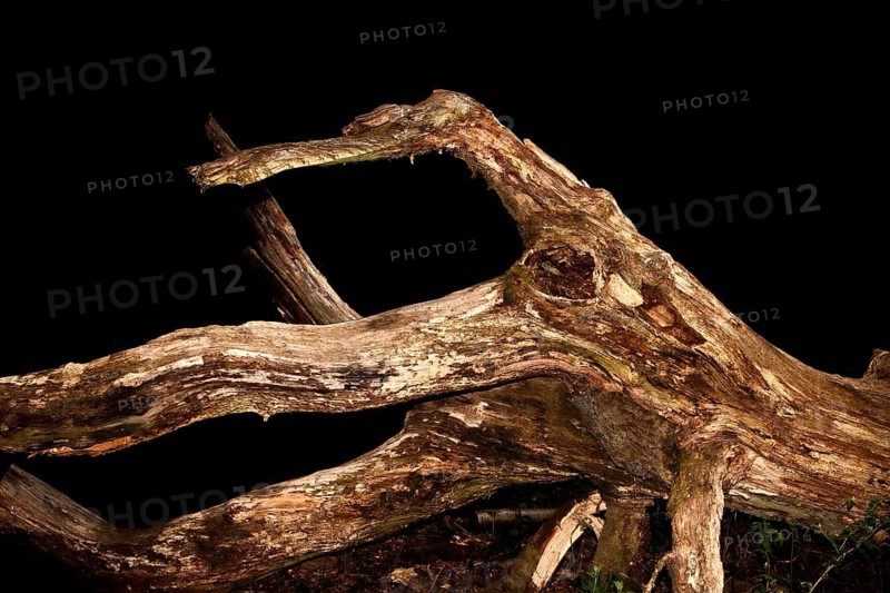Old rotten oak tree, looks like an octopus, Primeval forest Urwald Sababurg, Hofgeismar, Weser Uplands, Weserbergland, Hesse, Germany