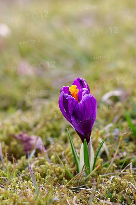 Crocus (Crocus) in spring in a meadow, blue flower, Wilnsdorf, North Rhine-Westphalia, Germany