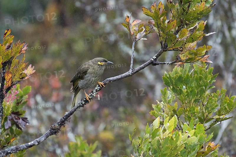 Orange-cheeked Honeyeater (Oreornis chrysogenys), West Papua, Indonesia