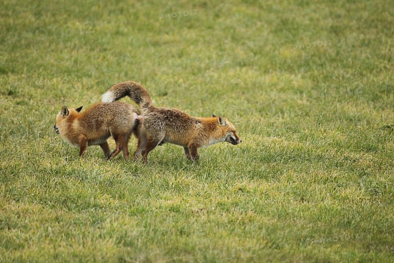 Fox (Vulpes vulpes) Ranz on the meadow, Allgäu, Bavaria, Germany, Allgäu, Bavaria, Germany