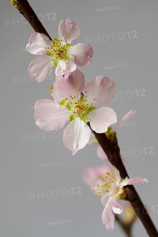 Blooming branches of a peach tree, spring, Germany