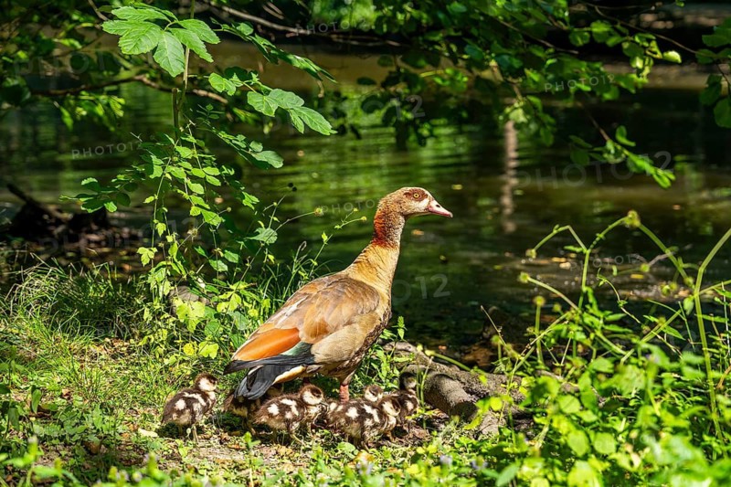 Egyptian goose (Alopochen aegyptiaca) with chicks at a lake in the Fasanerie Landscape Park, Aschaffenburg, Lower Franconia, Bavaria, Germany