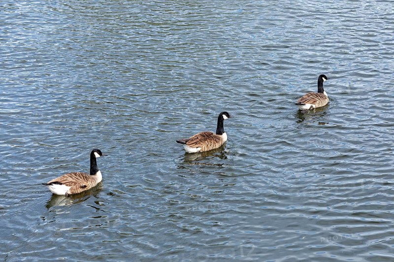 Canada geese, (Branta canadensis), River Avon, Stratford-upon-Avon, Warwickshire, England, Great Britain