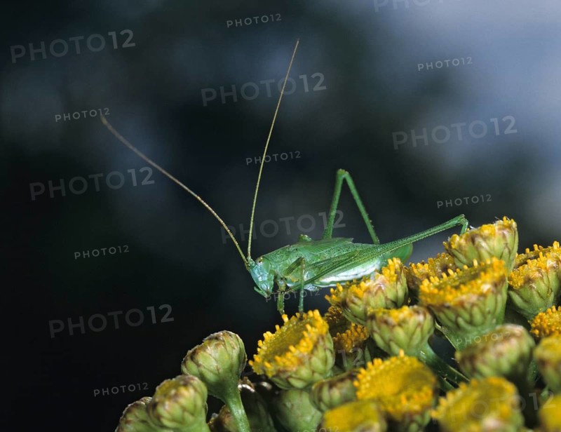 Common sickle scare, grasshoppers, Phaneroptera falcata, sickle scare, ensifera, grasshoppers, insects, insects, long-feeler scares, nymph, sickle-bearing bush cricket