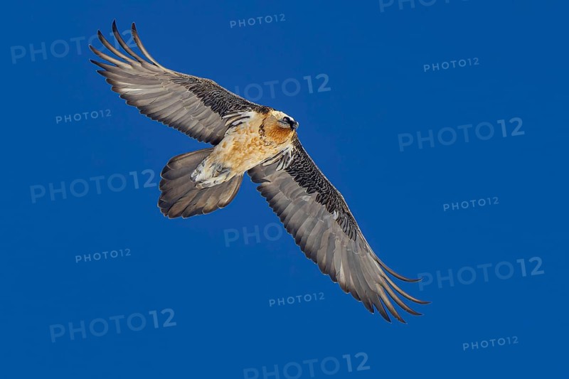 Bearded Vulture (Gypaetus barbatus) flying, Valais, Switzerland