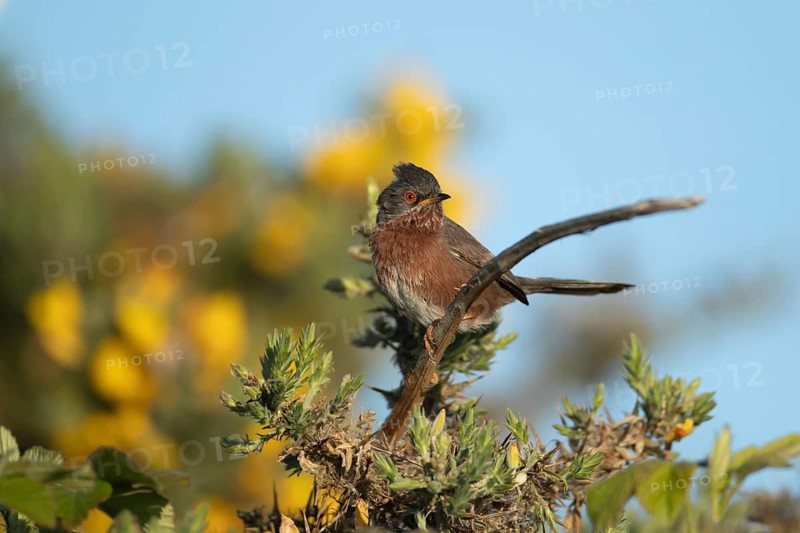 Dartford warbler (Sylvia undata) adult male bird on a Gorse bush branch, England, United Kingdom