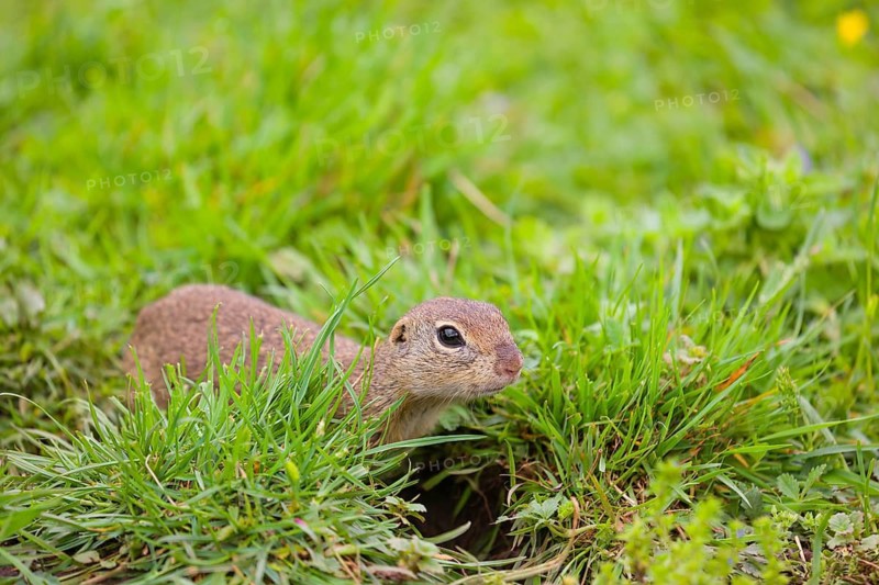 An adult European ground squirrel (Spermophilus citellus) or European souslik sits in green gras