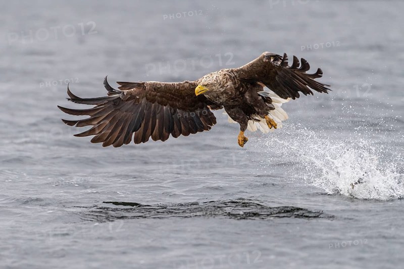 White-tailed Eagle (Haliaeetus albicilla) hunting, Norway