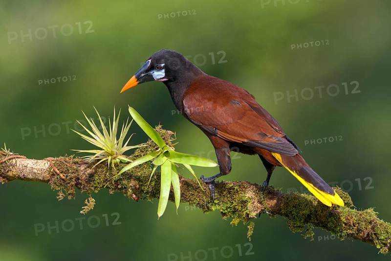 Montezuma-Oropendola (Psarocolius montezuma) at Laguna Lagarto Lodge near Boca Tapada, Costa Rica