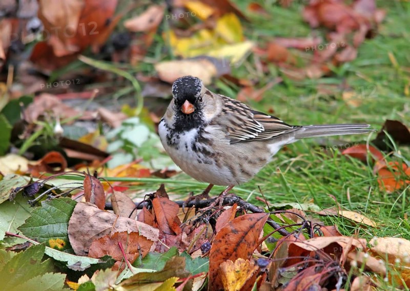 Harris's Sparrow, Zonotrichia querula, on a lawn with fall leaves, in Saskatchewan, Canada