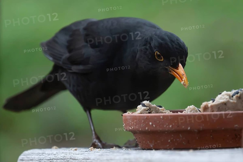 Male blackbird (Turdus) at the feeding place, Bavaria, Germany
