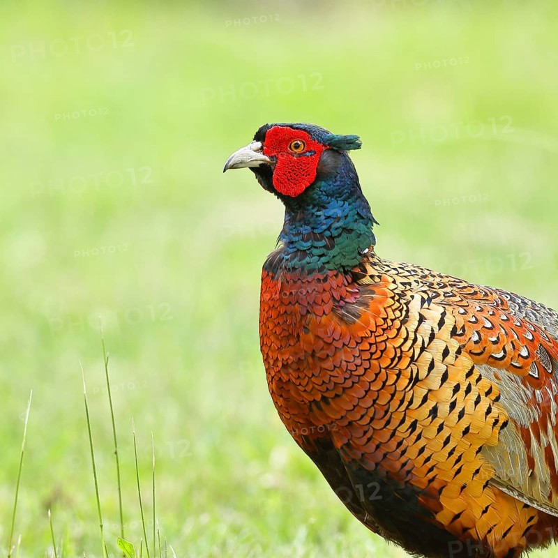 Pheasant, hunting pheasant (Phasianus colchicus), adult male bird in a meadow, animal portrait, wildlife, Lembruch, Ochsen Moor, Dümmer nature park Park, Lower Saxony, Germany