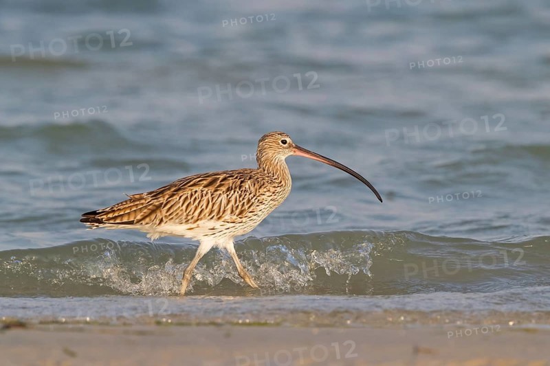 Eurasian curlew, curlew, (Numenius arquata), snipe family, biotope, habitat, feeding cue Al Ghidin, Barr Al Hikman, Al Wusta, Oman