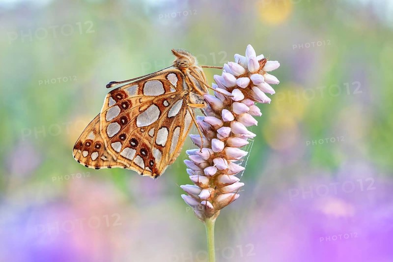 Der Kleine Perlmutterfalter (Issoria lathonia) von der Unterseite an Schlangenknöterich