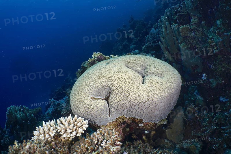 Button star coral (Favia favus)