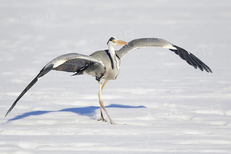 Grey Heron (Ardea cinerea) flying, Berlin, Germany