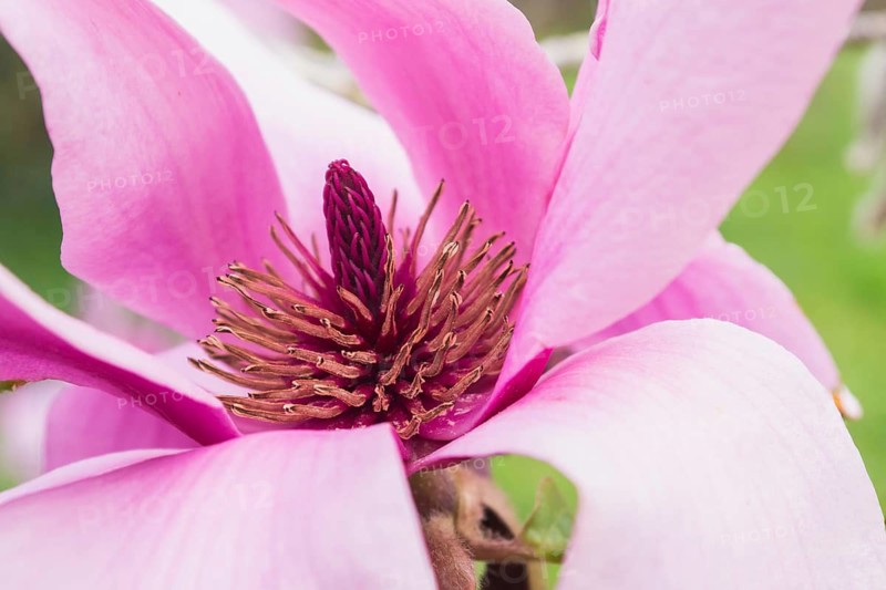 Detailed close-up of Japanese magnolia, Magnolia kobus, with vibrant pink petals and prominent stamen, showcasing nature's intricate beauty in full bloom