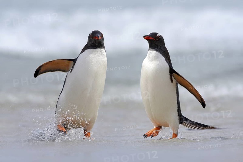 Running Penguin in the ocean water. Gentoo penguin jumps out of the blue water after swimming through the ocean in Falkland Island. Wildlife scene from nature