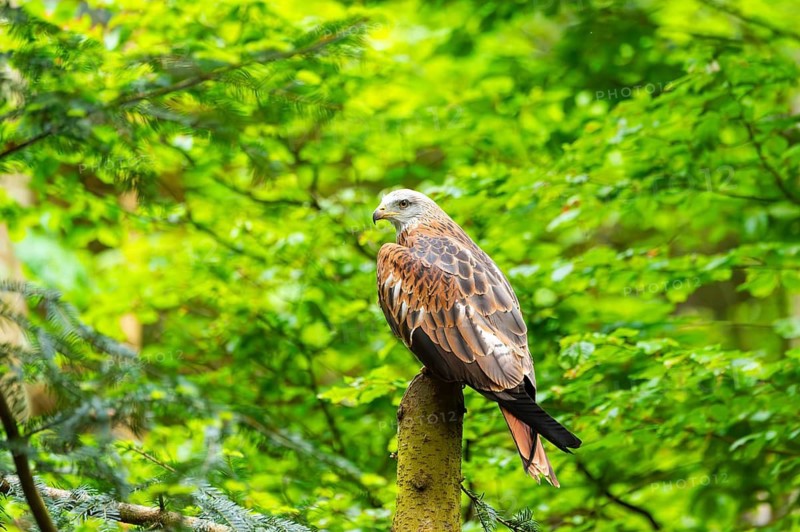 Red kite (Milvus milvus) sitting on a tree trunk, Bavaria, Germany