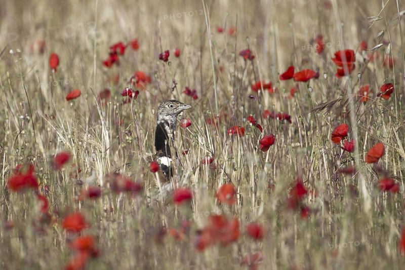Little Bustard (Tetrax tetrax), Castile-La Mancha, Spain