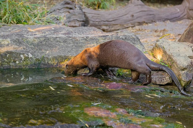 A giant otter or giant river otter (Pteronura brasiliensis) stands on a mossy rock by a small waterfall and dips its head under water