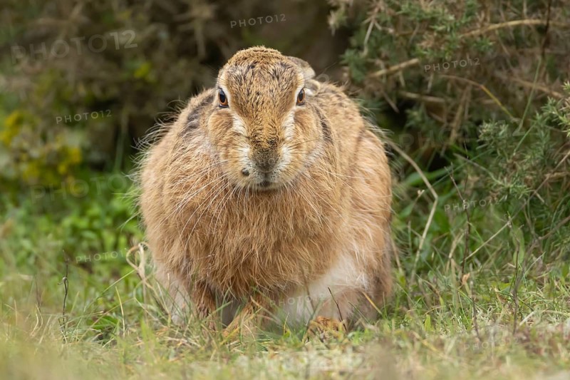 European brown hare (Lepus europaeus) adult animal resting in a grassland, England, United Kingdom