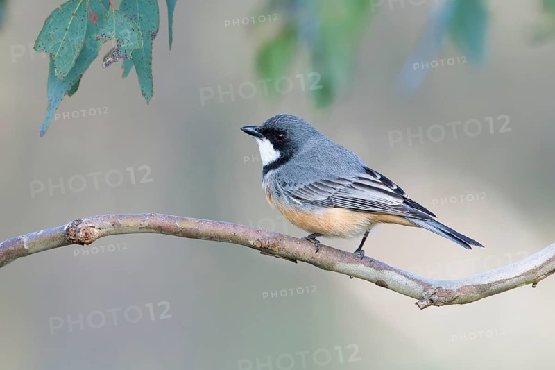 Rufous Whistler (Pachycephala rufiventris) male, Victoria, Australia