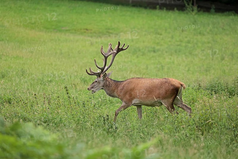 Red deer (Cervus elaphus), male