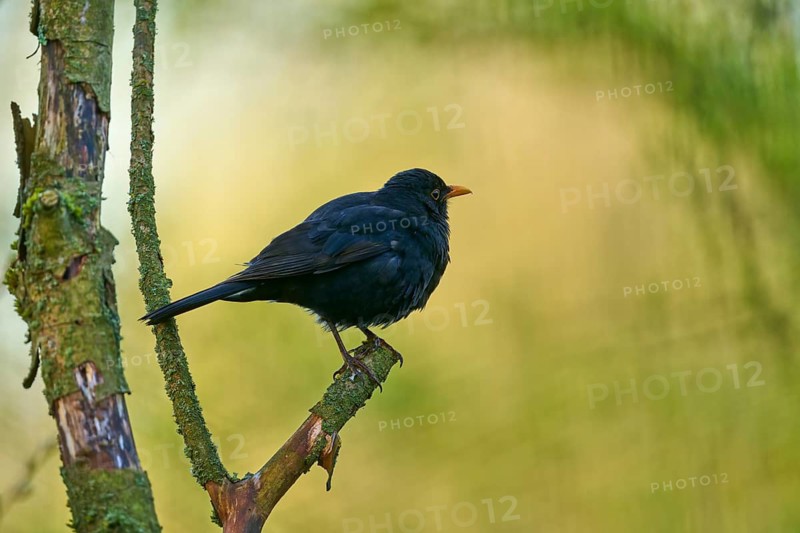 Blackbird sitting on a branch in front of a blurred, natural background, Blackbird (Turdus merula), spring, bird island, Altmühlsee, Muhr am See, Gunzenhausen, Franconian Lake District, Bavaria, Germany