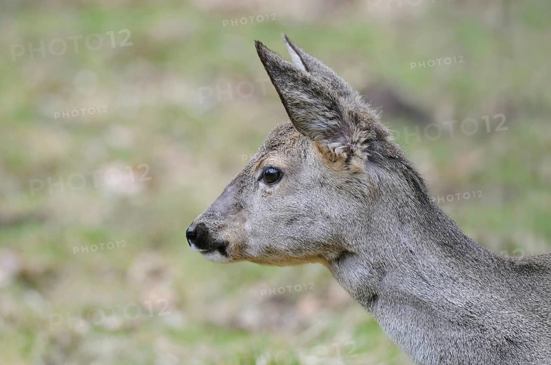 Roe deer (Capreolus capreolus), portrait, doe in winter coat, winter cover, Germany