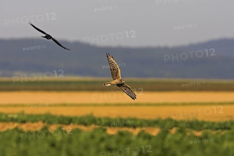 Montagu's Harrier (Circus pygargus) female flying, Rhineland-Palatinate, Germany