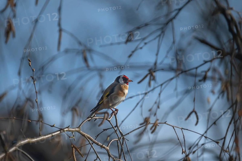 Goldfinch (Carduelis carduelis) on a branch, Middle Franconia, Bavaria, Germany