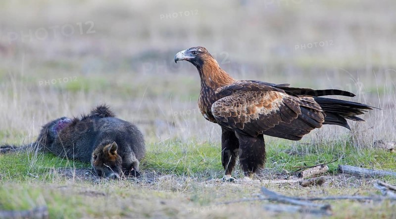 Wedge-tailed Eagle (Aquila audax) at the carcass of a Swamp Wallaby (Wallabia bicolor), Victoria, Australia