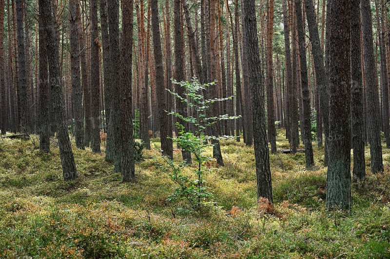 Young European beech (Fagus sylvatica) in a spruce forest, Vorpommersche Boddenlandschaft National Park, Fischland-Darß-Zingst, Mecklenburg-Western Pomerania, Germany