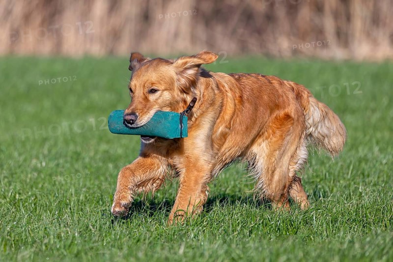 Golden retriever, gun dog running and fetching training dummy in field