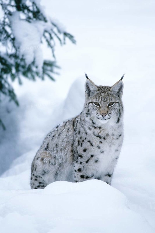 Portrait of an Eurasian lynx (Lynx lynx), in the snow, in a snowy landscape, Bavarian Forest National Park, Germany