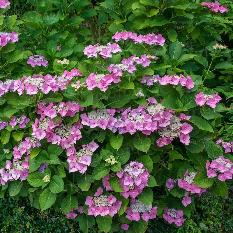 Plate hydrangea (Hydrangea macrophylla 'Blaumeise' pink), Austria
