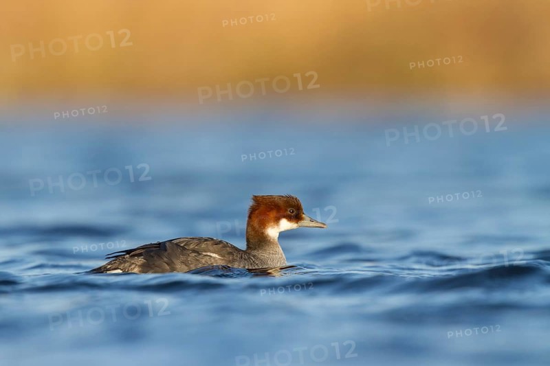 Smew (Mergellus albellus) female, Utrecht, Netherlands