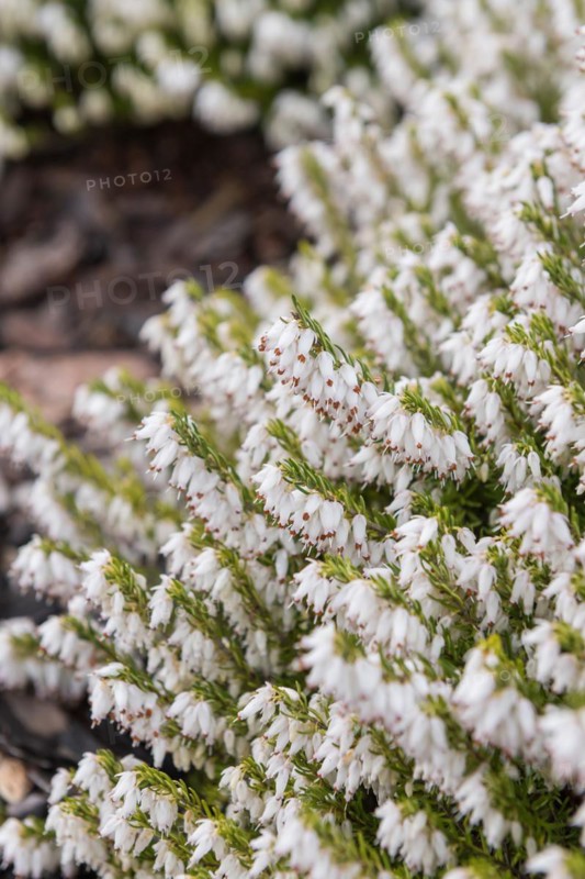 Erica carnea 'Weisse March Seedling', Cambridge Botanical Garden, Germany