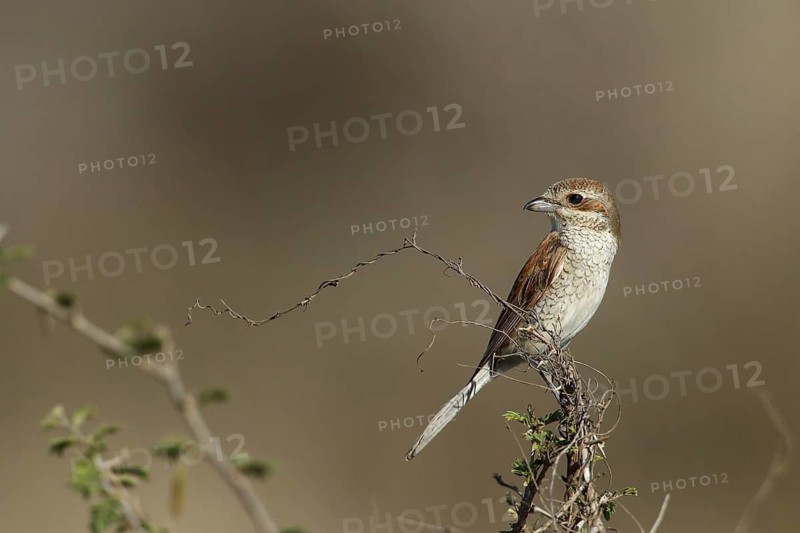 Red-backed Shrike (Lanius collurio) juvenile, Kruger National Park, South Africa