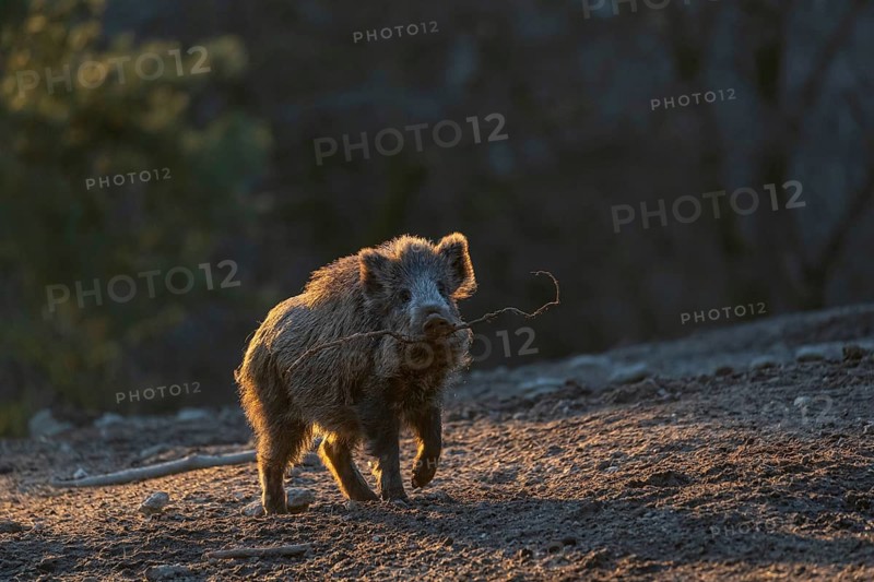 One young wild boar or wild pig (Sus scrofa) carrying a stick to play with. Strong backlit condition