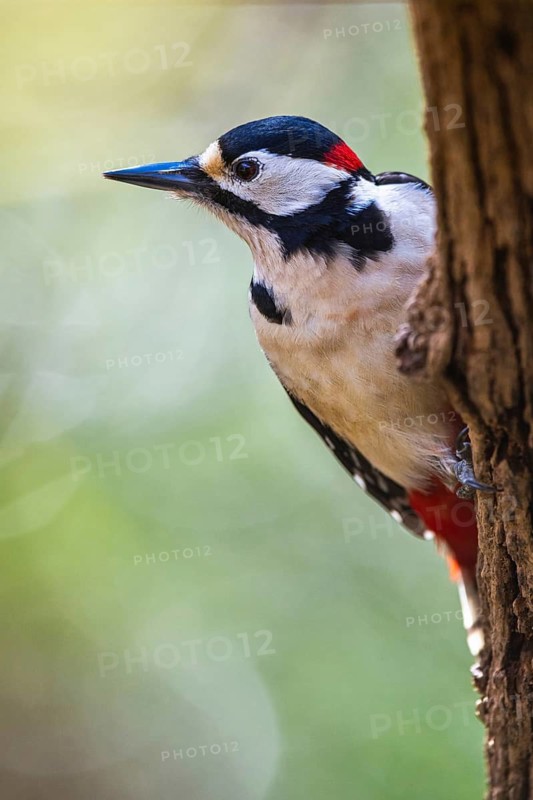 Male of Great Spotted Woodpecker, Dendrocopos major, bird in forest at winter sun