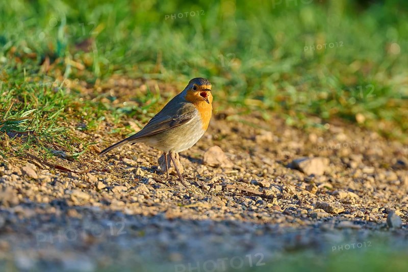 A singing robin on a gravelly path in the green, sunny surroundings, robin (Erithacus rubecula), spring, bird island, Altmühlsee, Muhr am See, Gunzenhausen, Franconian Lake District, Bavaria, Germany